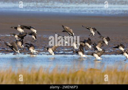 Bernache cravant à ventre pâle (Branta bernicla hrota) pendant l'hivernage, Lindisfarne NNR, Northumberland, Angleterre, décembre 2006 Banque D'Images