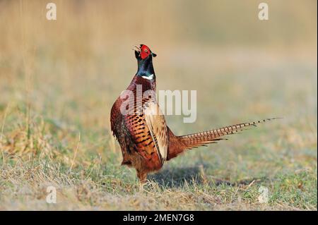 Pheasant à col en anneau (Phasianus colchicus), un mâle qui présente pour attirer des femelles au printemps, Berwickshire, Écosse, mars 2010 Banque D'Images