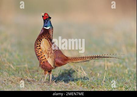 Pheasant à col en anneau (Phasianus colchicus), un mâle qui présente pour attirer des femelles au printemps, Berwickshire, Écosse, mars 2010 Banque D'Images