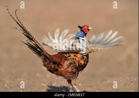 Pheasant à col annulaire (Phasianus colchicus) mâle dans les terres arables labourées montrant pour attirer la femelle au printemps, Berwickshire, Écosse, mars 2010 Banque D'Images