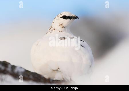 Ptarmigan (Lagopus mutus) oiseau femelle dans le plumage blanc d'hiver, montagnes Cairngorm, parc national de Cairngorm, Strathspey, Écosse, Décembre 2007 Banque D'Images