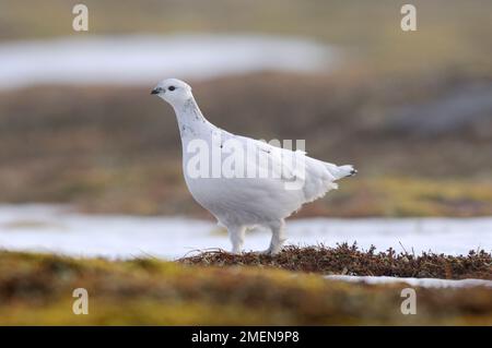 Ptarmigan (Lagopus mutus) oiseau femelle dans le plumage blanc d'hiver, montagnes Cairngorm, parc national de Cairngorm, Strathspey, Écosse, Février 2008 Banque D'Images