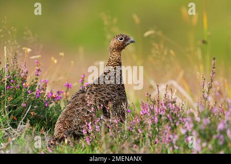 Tétras rouge (Lapopus lagopus scoticus) oiseau femelle en fleurs de bruyère sur une lande de tétras dans les collines de Lammermuir, Lothian est, Écosse Banque D'Images