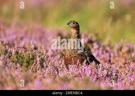 Tétras rouge (Lagopus lagopus scoticus) oiseau mâle immature dans la bruyère florale, Lammermuir Hills, East Lothian, Écosse, septembre 2011 Banque D'Images