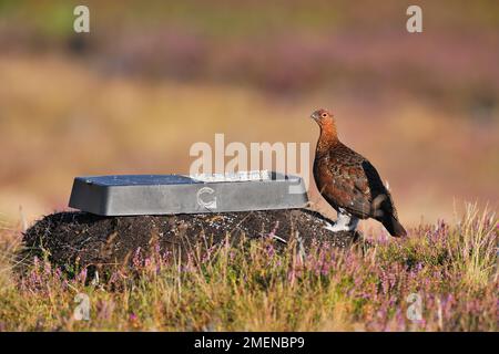 Tétras rouge (Lagopus lagopus scoticus) oiseau adulte à côté d'un plateau de grains médicamenteux sur la lande de tétras, Lammermuir Hills, Scottish Borders, Écosse, septembre Banque D'Images