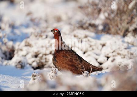 Tétras rouge (Lagopus lagopus scoticus) oiseau mâle dans des conditions de neige sur la lande de bruyère, Lammermuir Hills, Berwickshire, frontières écossaises, Écosse, Banque D'Images