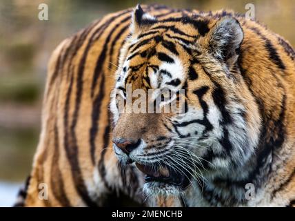 Tigre d'Amour/tigre de Sibérie Banque D'Images