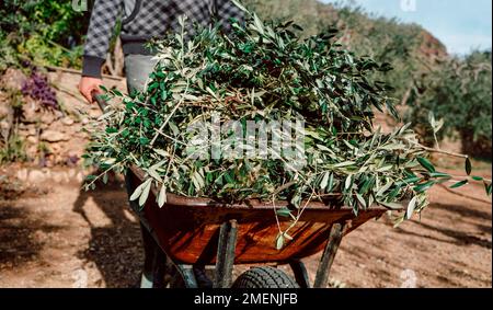 Un homme pousse une brouette pleine de branches d'olive après l'élagage, dans un verger de Catalogne, en Espagne Banque D'Images