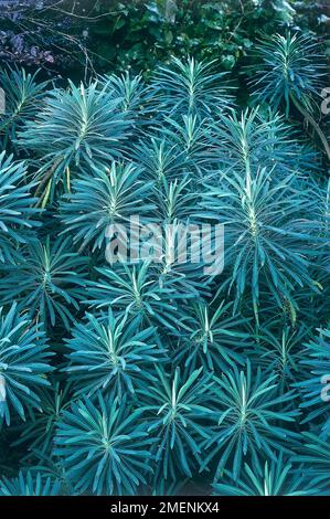 Euphorbia characias wulfenii subsp Banque D'Images