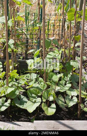 Potager allocation de haricots grimpants, haricots français, haricots blancs, grimpeurs, plante végétale, twining, cannes, support de plantes, cultures grimpantes Banque D'Images