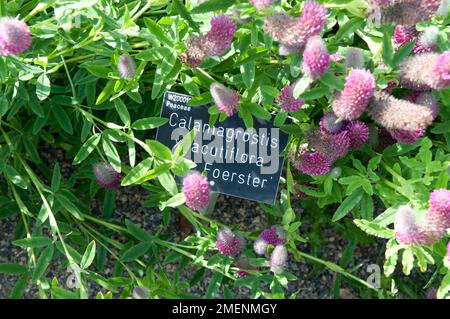 Signe Calamagrostis x acutiflora 'Karl Foerster' (Feather Reed Grass) et Trifolium rubens (Red Feather Clover) Banque D'Images