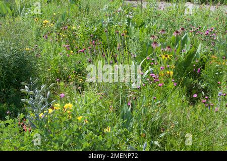 Jardin de fleurs sauvages Banque D'Images