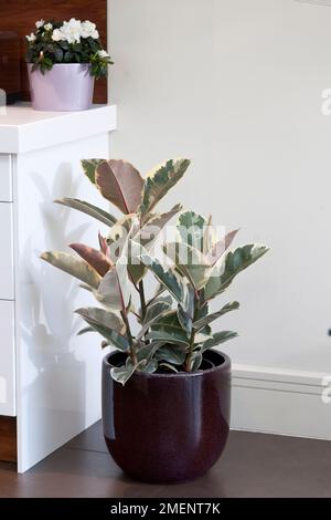 Plante de caoutchouc variégée, Ficus elastica 'Tineke' dans un contenant vitrifié violet foncé, avec forme blanche d'azalea, Rhododendron simsii, dans un pot mauve pâle sur la tablette ci-dessus Banque D'Images