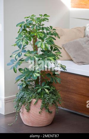 Schefflera arboricola 'Trinette' et Ficus pumila 'Sonny' en boîte en terre cuite dans la maison contemporaine. Banque D'Images