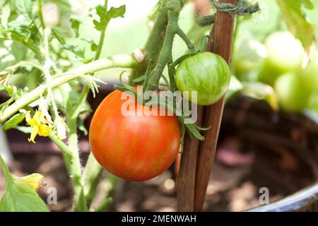 Tomate Tigerella dans un pot glacé Banque D'Images