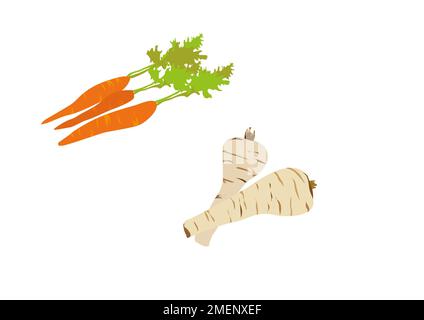 Illustration des carottes et des panais Banque D'Images