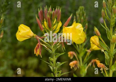 Fleurs jaune d'ouverture d'Oenothera glazioviana (Large-Flowered l'Onagre) et les bourgeons sur la tige Banque D'Images