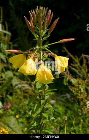 Fleurs jaune d'ouverture d'Oenothera glazioviana (Large-Flowered l'Onagre) et les bourgeons sur la tige Banque D'Images