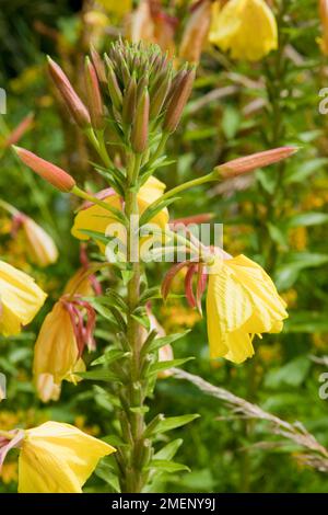 Fleurs jaune d'ouverture d'Oenothera glazioviana (Large-Flowered l'Onagre) et les bourgeons sur la tige Banque D'Images