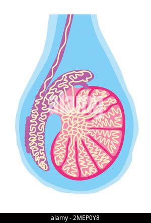 Diagramme en testicule Banque D'Images