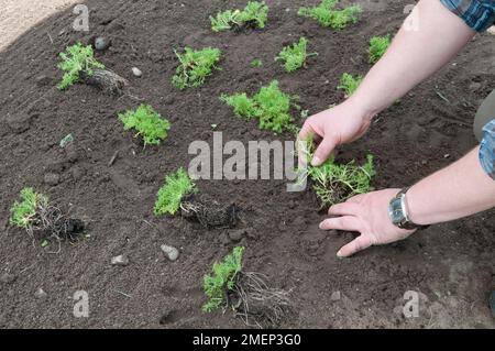 Chamaemelum nobile 'Treneague' (Lawn Chamomile), homme plantant de jeunes plantes dans un sol ratissé, pour se transformer en une pelouse camomille Banque D'Images