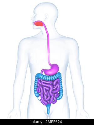 Système digestif Banque D'Images