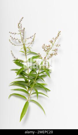 Aloysia citrrodora (Lemon Verbena) tiges de fleurs avec feuilles Banque D'Images