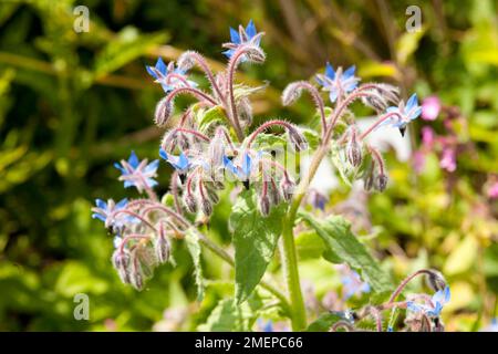 Borago officinalis (Borage) fleurs et bourgeons, gros plan Banque D'Images