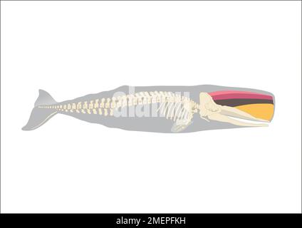 Illustration du cachalot montrant des spermaceti et de la malbouffe Banque D'Images