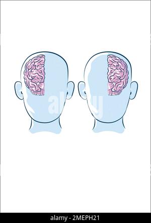 Illustration du cerveau Banque D'Images