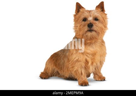 Norwich terrier, assis, vue latérale Banque D'Images