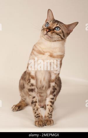 Bengal rosette brun aux yeux bleus, assis, regardant vers le haut, vue avant Banque D'Images