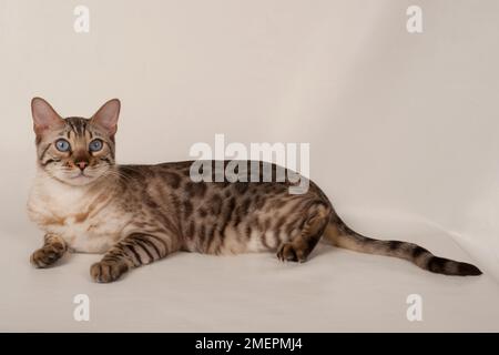 Bengal rosette brun aux yeux bleus, couchée, side view Banque D'Images