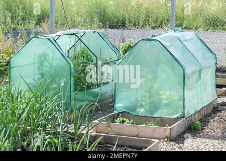 Mini-cloches de serre sur les plantes dans les lits surélevés sur l'allotissement Banque D'Images