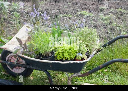 Pots d'herbes en brouette Banque D'Images