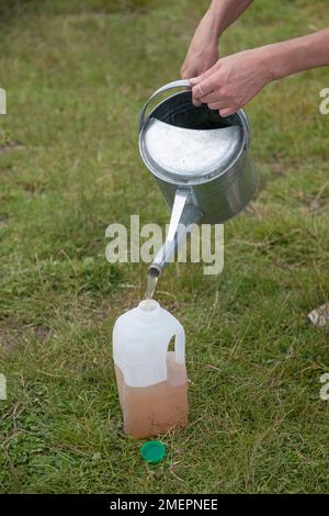 Verser de l'engrais liquide organique tendu dans une bouteille en plastique, faite de comfrey Banque D'Images