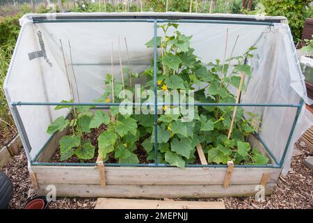 Plantes de courgette poussant dans un lit surélevé avec une couverture de plastique de protection Banque D'Images