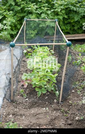 Filet de protection avec supports de canne sur les plantes de fraise Banque D'Images