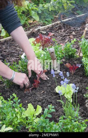 Plantation de laitue dans une boîte de parterre Banque D'Images