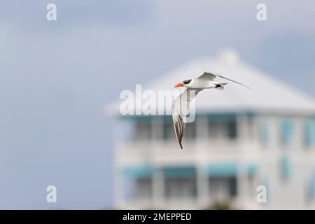 Une sterne Caspienne (Hydroprogne caspia) en vol sur la côte. Banque D'Images