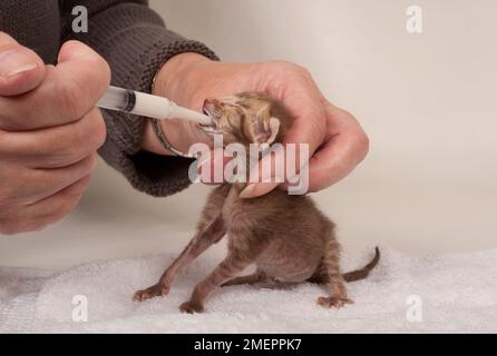 Donner du lait à un chaton à l'aide d'une seringue Banque D'Images