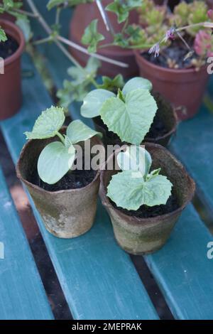 Concombre, Cucumis sativus, plantules poussant dans des pots biodégradables Banque D'Images