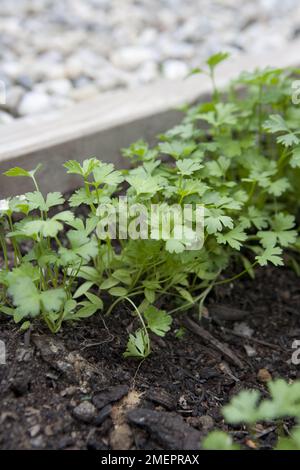 Jeune coriandre poussant dans le jardin d'herbes Banque D'Images