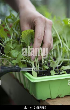 Coupez et revenez les feuilles de salade, récoltant la récolte à l'aide de ciseaux Banque D'Images