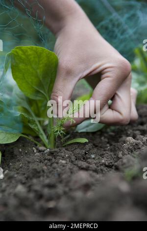 Épinards, Bordeaux, récolte de feuilles, couper et revenir, jeunes plantes, lit de légumes, légume, désherbage, désherbage à la main, mauvaises herbes, semis direct, rangée de récolte Banque D'Images