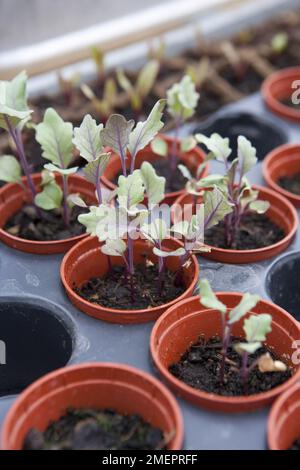 Kohlrabi 'Kolibri', plantules en pots Banque D'Images