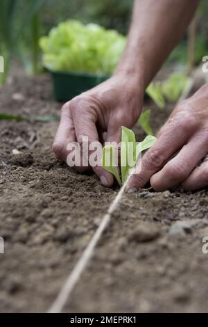 Plantation de jeunes plants de laitue, Lactuca sativa Banque D'Images