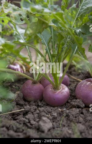 Navet, Brassica rapa subsp. rapa, croissant dans un lit de légumes Banque D'Images