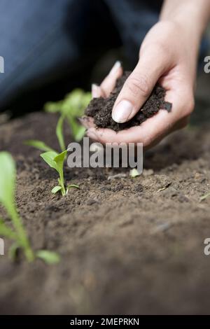 Ajouter du paillis aux semis qui poussent dans un lit de légumes Banque D'Images