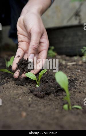 Ajouter du paillis aux semis qui poussent dans un lit de légumes Banque D'Images